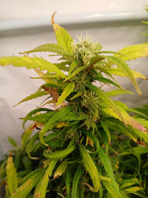 I dont no regular #Haze 90s. Week 7