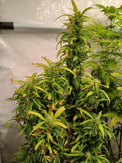 I dont no regular #Haze 90s. Week 7