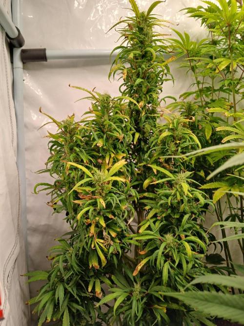 I dont no regular #Haze 90s. Week 7