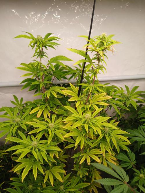 Skywalker OG. Week 6