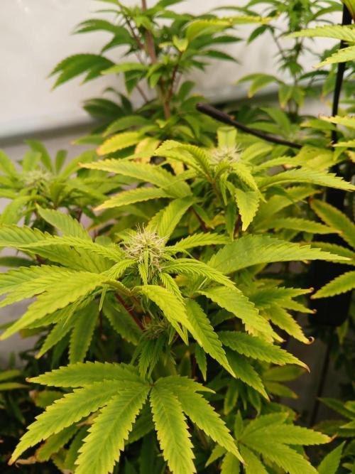 Skywalker OG. Week 6