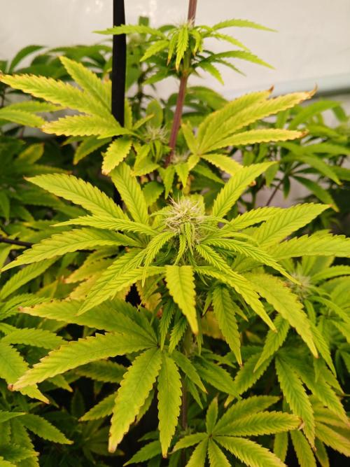 Skywalker OG. Week 6