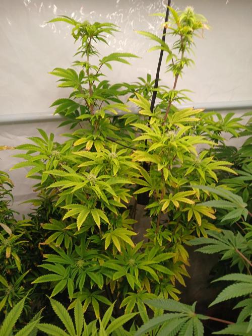 Skywalker OG. Week 6