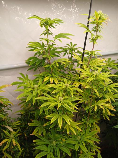 Skywalker OG. Week 6