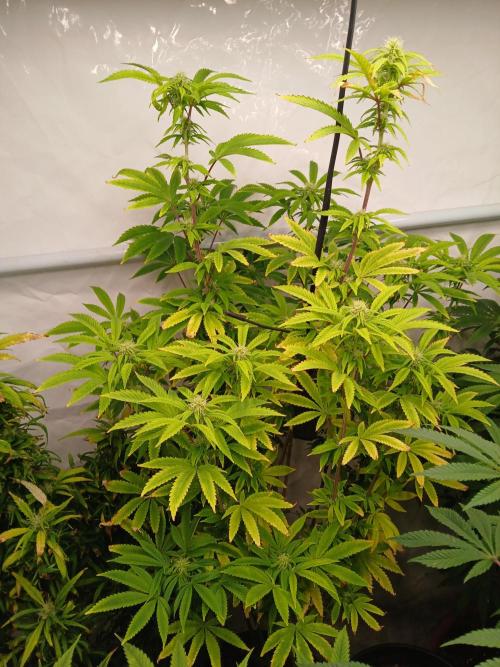 Skywalker OG. Week 6