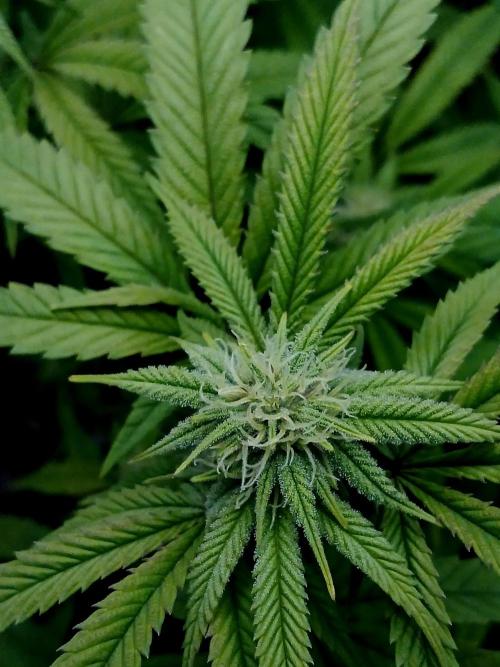 Mac & Cheese. Week 5