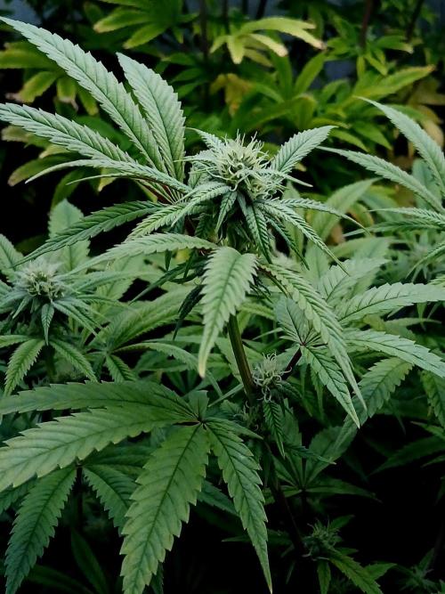 Mac & Cheese. Week 5