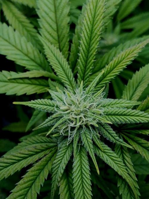 Mac & Cheese. Week 5