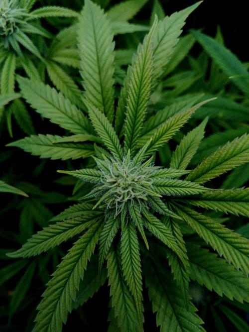 Mac & Cheese. Week 5