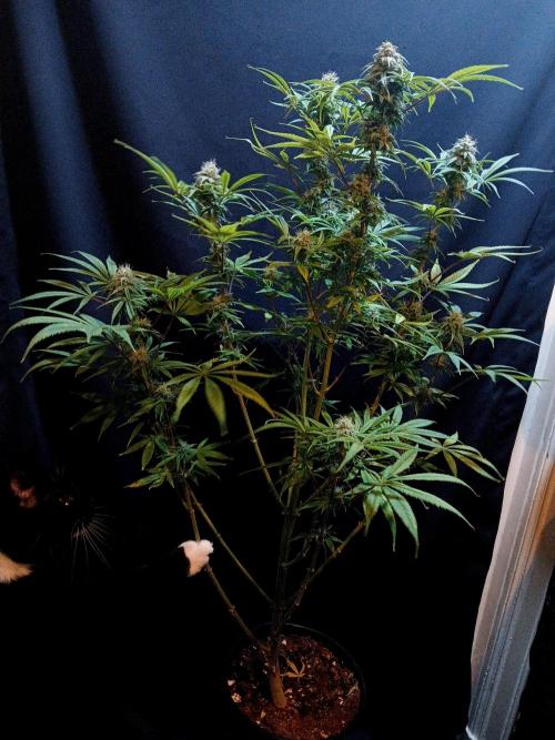 Cheese x Runtz = Chuntz. Week 7