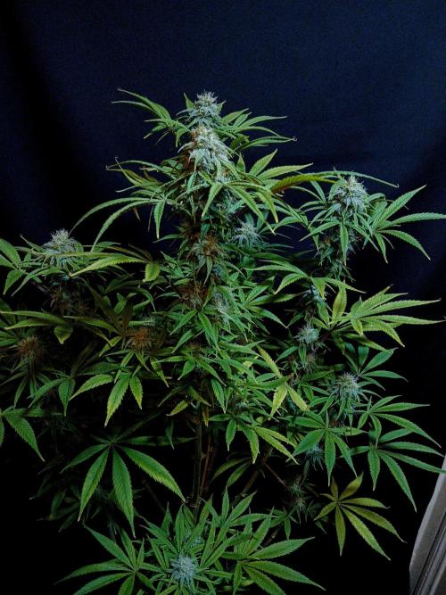 Cheese x Runtz = Chuntz. Week 7