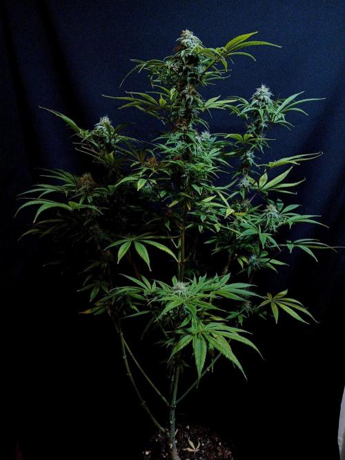 Cheese x Runtz = Chuntz. Week 7