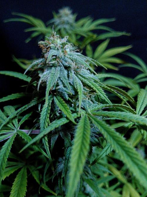 Cheese x Runtz = Chuntz. Week 7