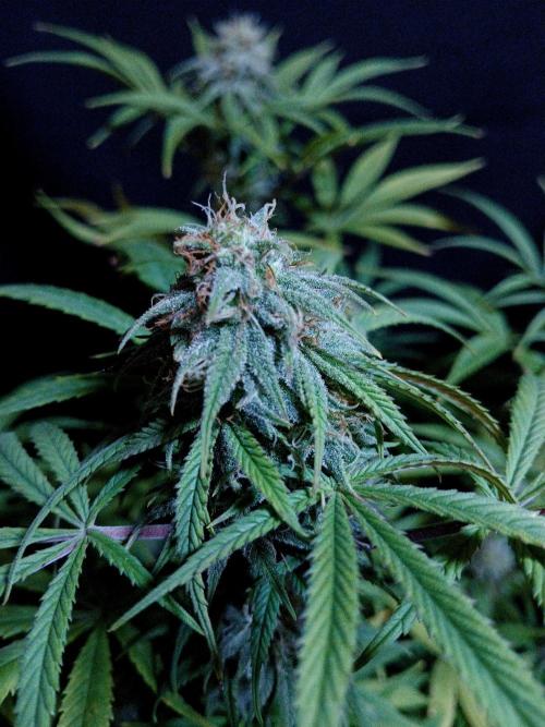 Cheese x Runtz = Chuntz. Week 7