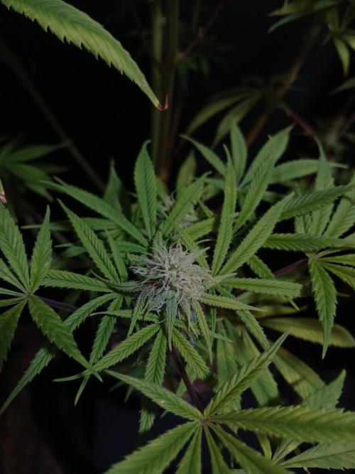 Cheese x Runtz = Chuntz. Week 7