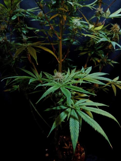 Cheese x Runtz = Chuntz. Week 7