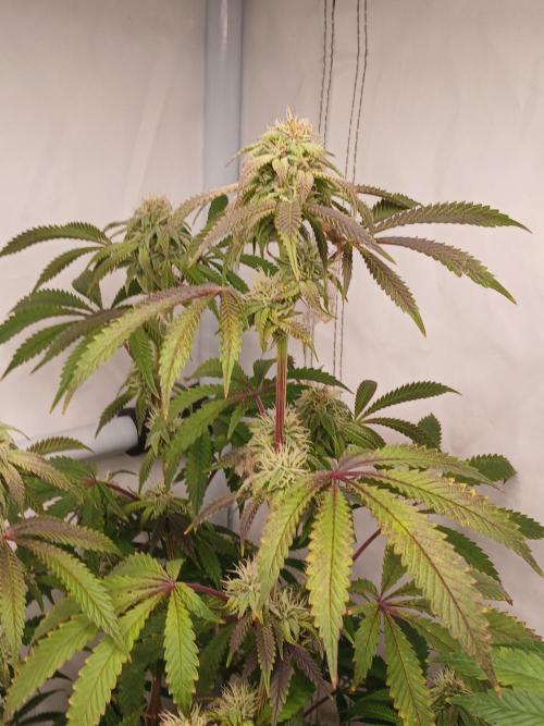 Lemon Cherry Runtz 🍒 🍋 💥. Week 6