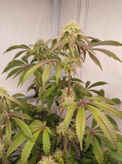 Lemon Cherry Runtz 🍒 🍋 💥. Week 6