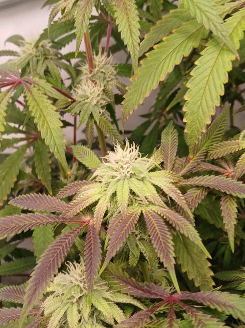 Lemon Cherry Runtz 🍒 🍋 💥. Week 6