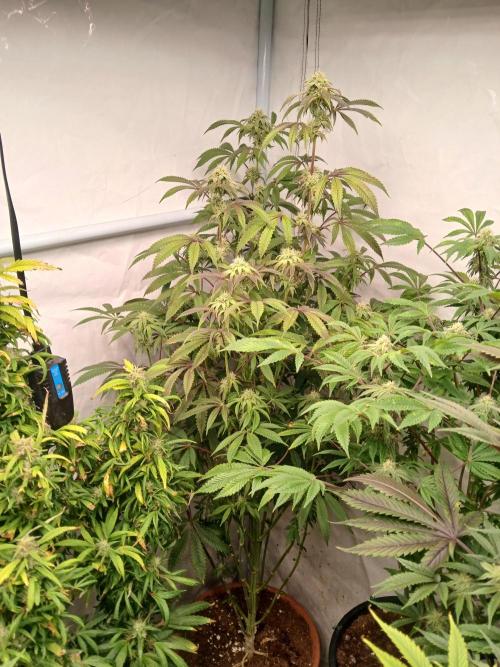 Lemon Cherry Runtz 🍒 🍋 💥. Week 6