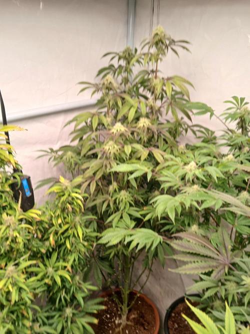 Lemon Cherry Runtz 🍒 🍋 💥. Week 6