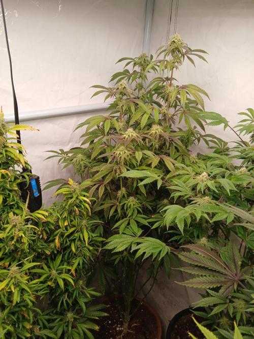 Lemon Cherry Runtz 🍒 🍋 💥. Week 6