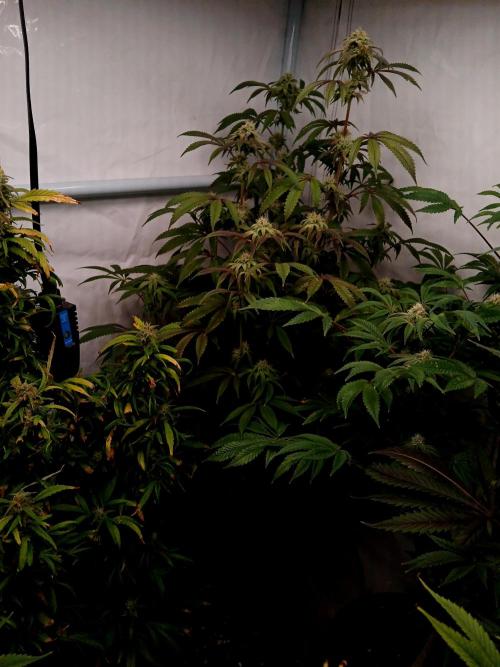 Lemon Cherry Runtz 🍒 🍋 💥. Week 6