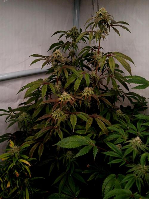 Lemon Cherry Runtz 🍒 🍋 💥. Week 6