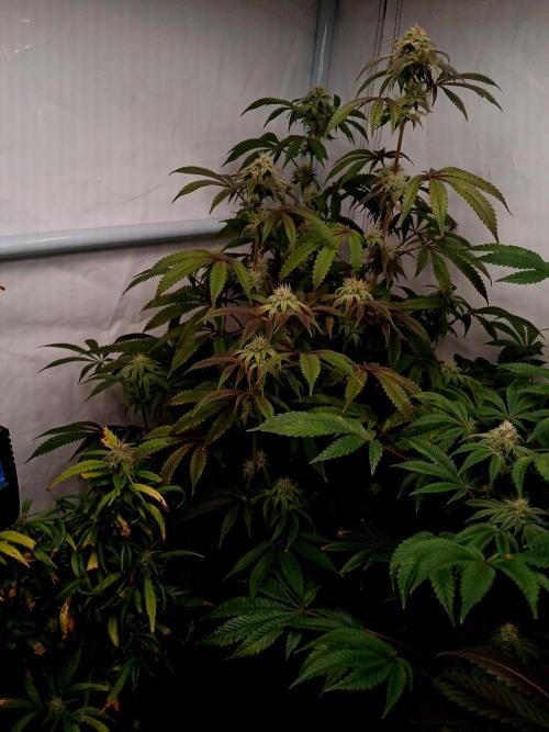 Lemon Cherry Runtz 🍒 🍋 💥. Week 6