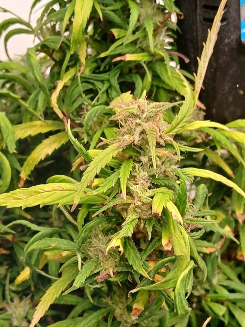 I dont no regular #Haze 90s. Week 8