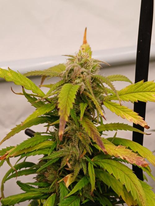 I dont no regular #Haze 90s. Week 8