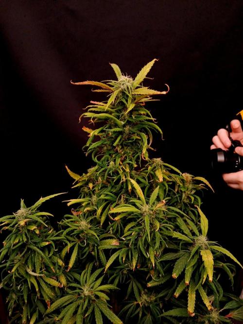 I dont no regular #Haze 90s. Week 8