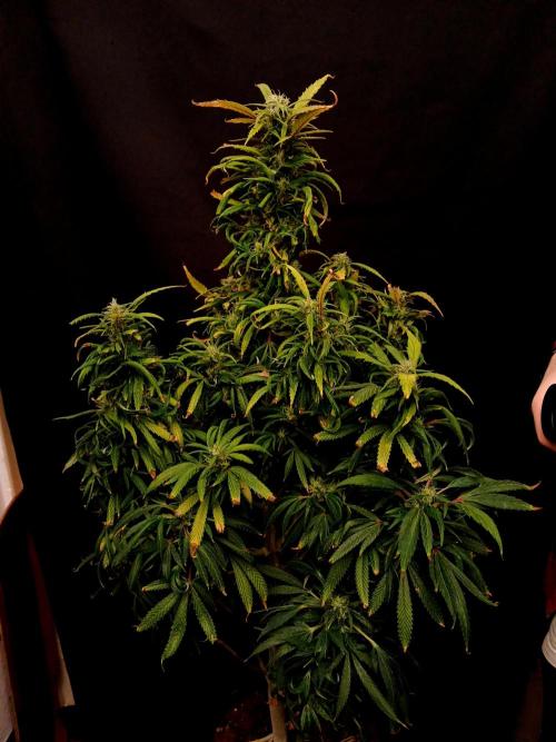 I dont no regular #Haze 90s. Week 8