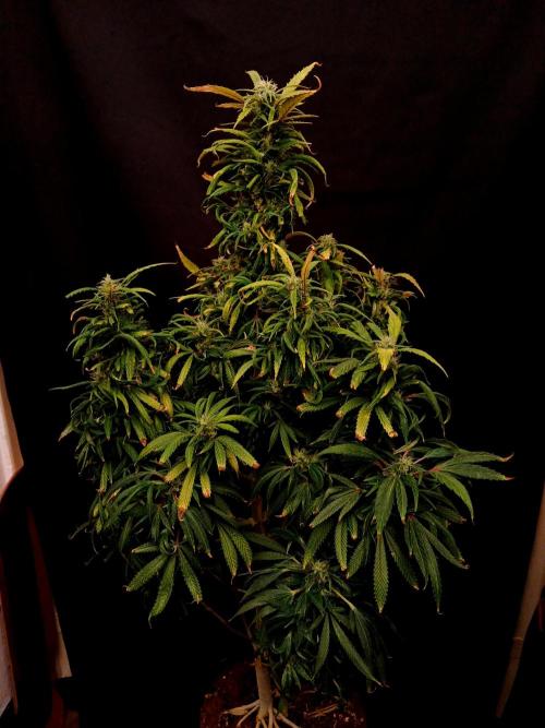 I dont no regular #Haze 90s. Week 8