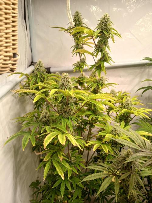 Skywalker OG. Week 9