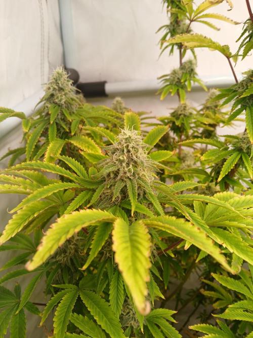 Skywalker OG. Week 9