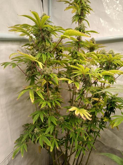 Skywalker OG. Week 9
