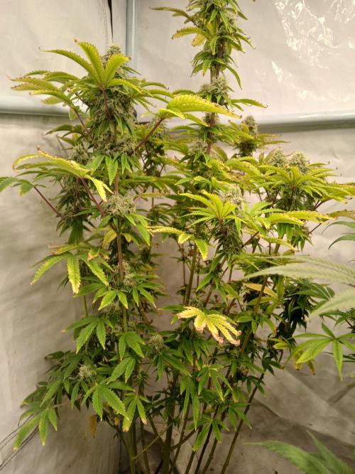 Skywalker OG. Week 9