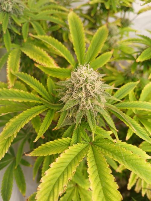 Skywalker OG. Week 9