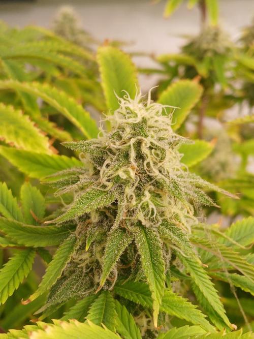 Skywalker OG. Week 9