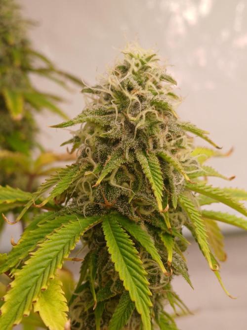 Skywalker OG. Week 9