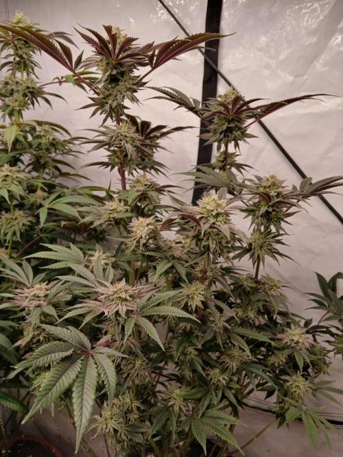 SLH x GMO. Week 10