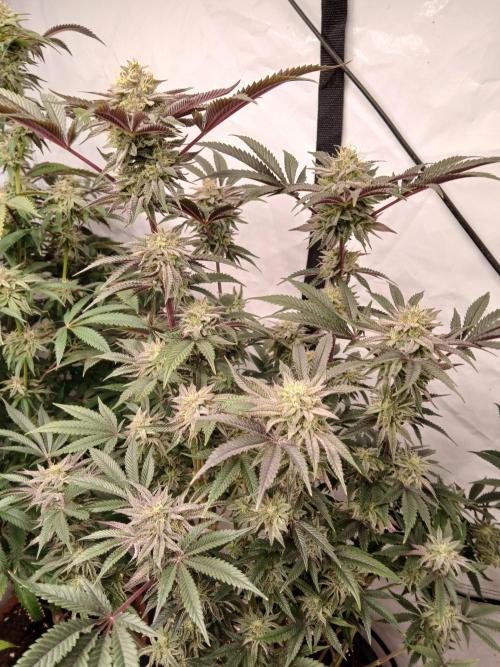 SLH x GMO. Week 10