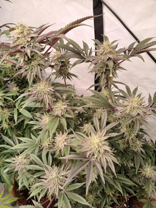 SLH x GMO. Week 10