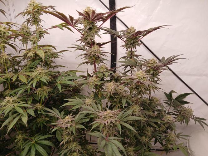 SLH x GMO. Week 10