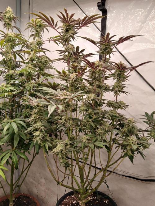 Super Lemon Haze X GMO. Week 10