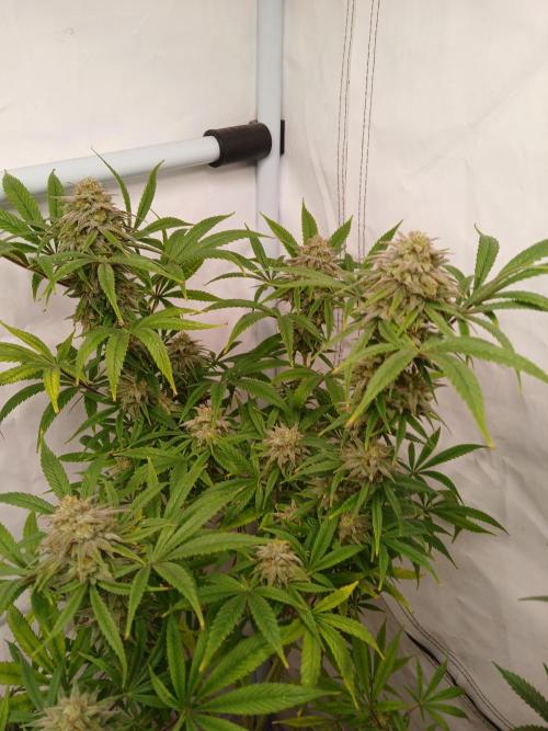 Cheese x Runtz = Chuntz. Week 8