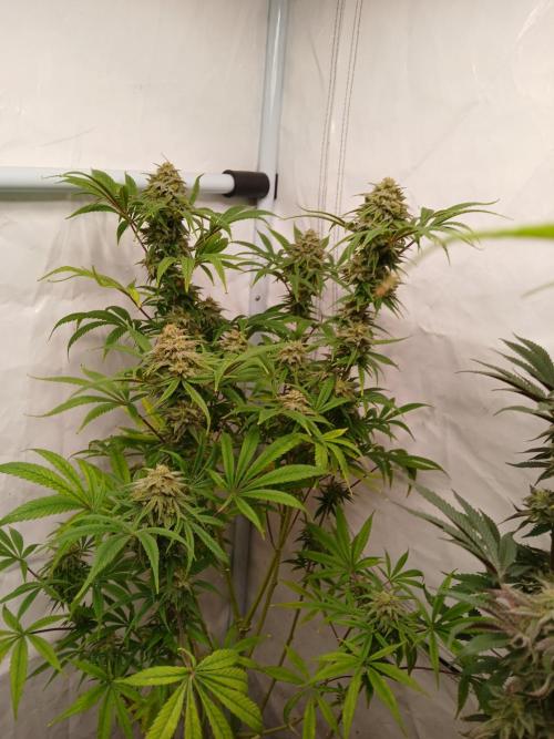 Cheese x Runtz = Chuntz. Week 8