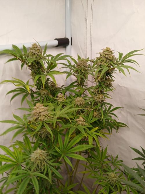 Cheese x Runtz = Chuntz. Week 8