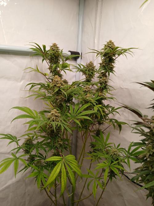 Chuntz . Week 8